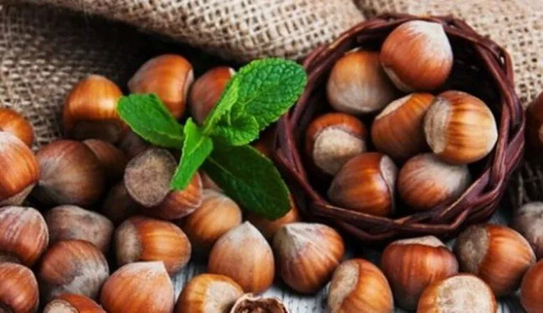 21 MART FINDIK FİYATLARI | Ordu, Giresun, Sakarya, Samsun, Trabzon, Zonguldak, Kocaeli, Düzce serbest piyasa fındık fiyatları...