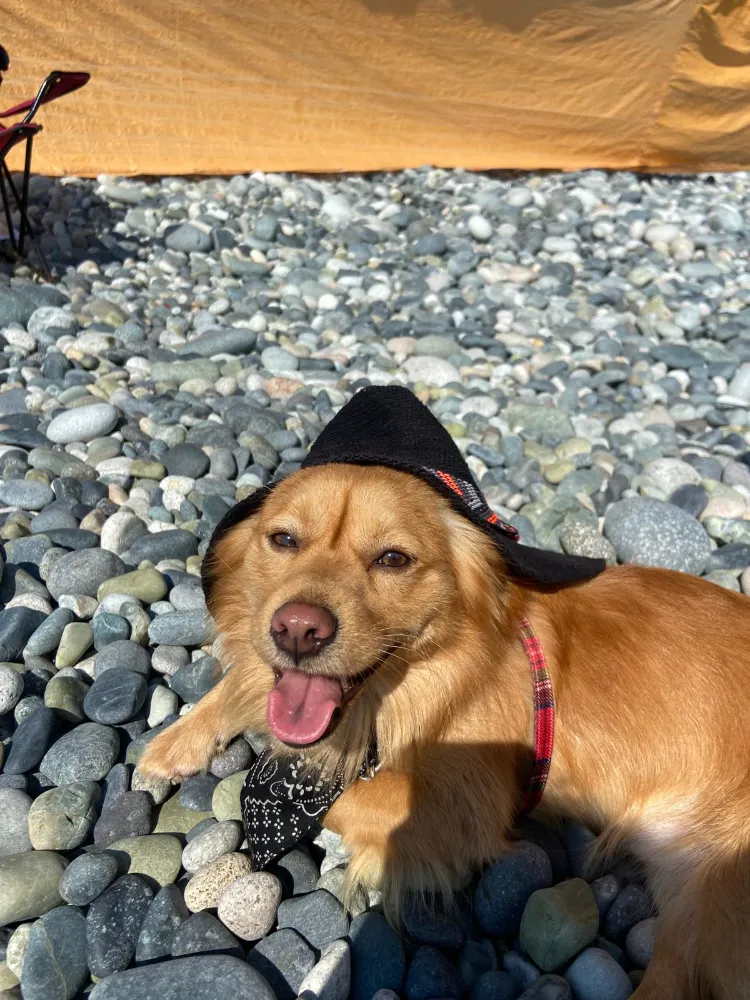 Köpeğinizi Yalnız Bırakırken Üzülmemesini Sağlayacak 8 Etkili Yöntem