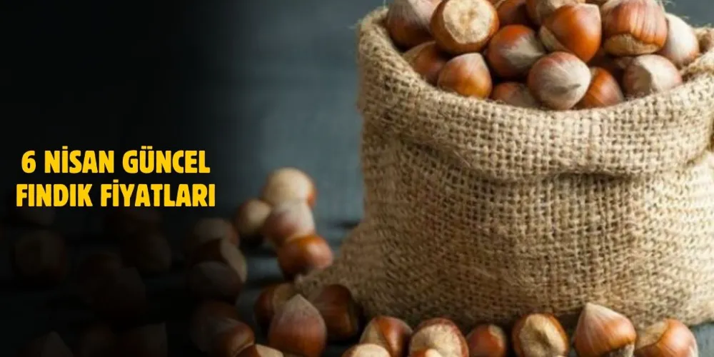 6 Nisan 2025 Güncel Fındık Fiyatları! Ordu, Giresun, Rize, Trabzon ve Samsun’da Fındık Ne Kadar?