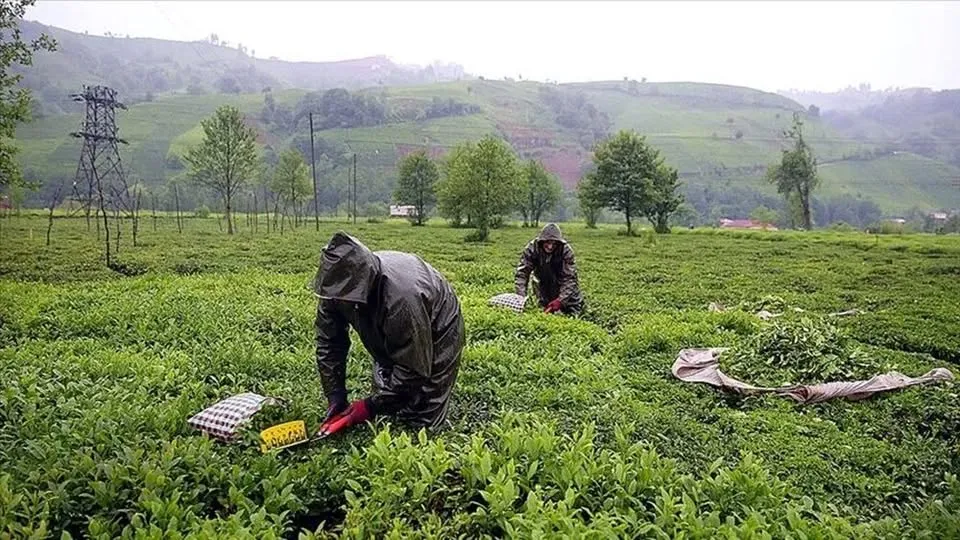 ÇAYKUR’da SGK Denetimi: Kura Öncesi Başvurular Titizlikle İnceleniyor