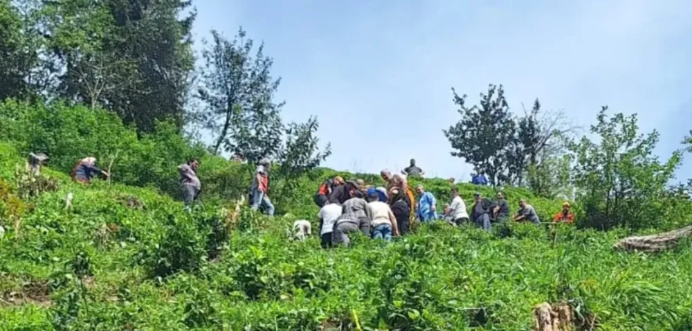 Çaylık Alana Yuvarlanan Vatandaş AFAD Rize Ekiplerince Kurtarıldı