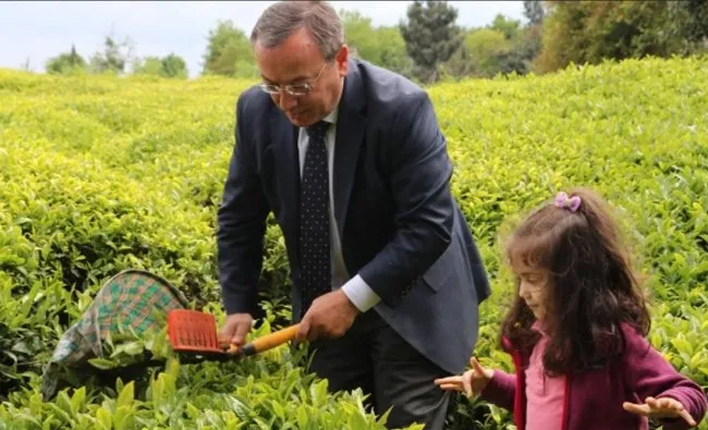 Çayda Hasat Başladı: ÇAYKUR, Günlük 3 Bin Ton Alıma Hazırlanıyor