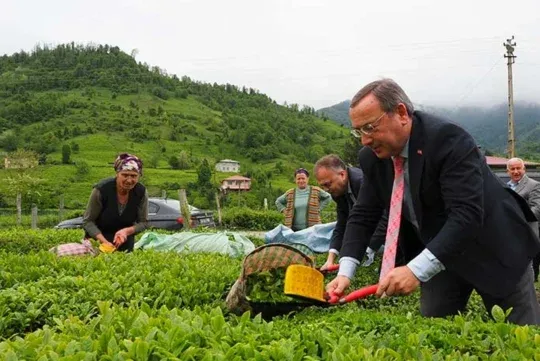 ÇAYKUR Yaş Çay Alımında Randevulu Sisteme Geçiyor