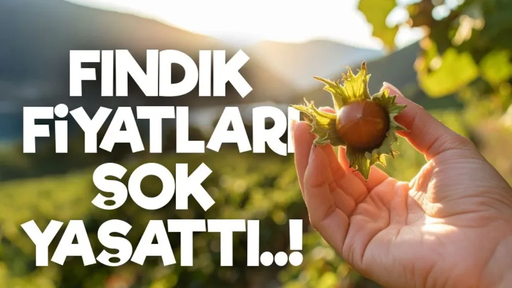 Fındık fiyatları güncellendi, üreticilere piyasa takibi ve dikkatli satışı önerildi