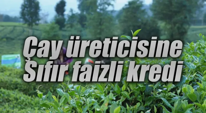 Çay Müstahsillerine Sıfır Faizli Kredi Desteği
