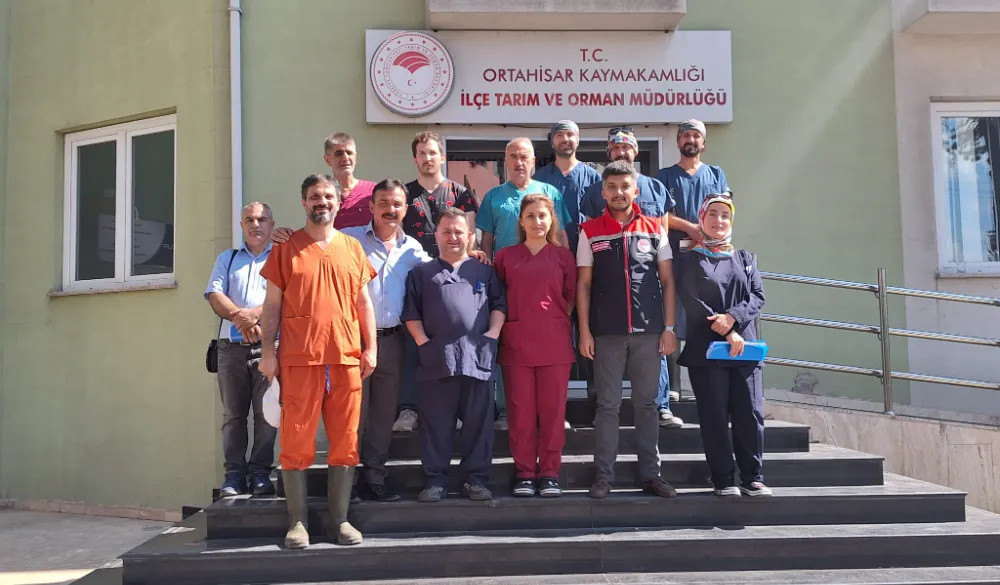 Trabzon’da Büyükbaş Hayvanlarda Şap Hastalığına Karşı Aşılama Başladı