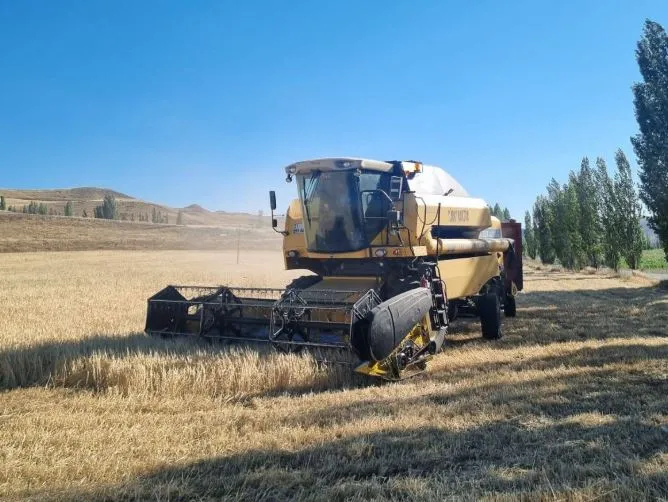 Bayburt’ta Hububat Hasadında Dane Kayıplarına Karşı Denetimler Sürüyor