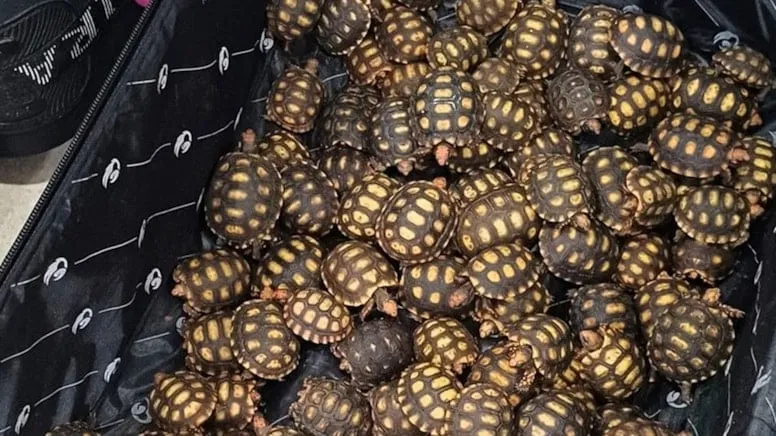 Polisler Şaşkına Döndü: Bir Yolcunun Valizinden 600 Kaçak Ürün Çıktı