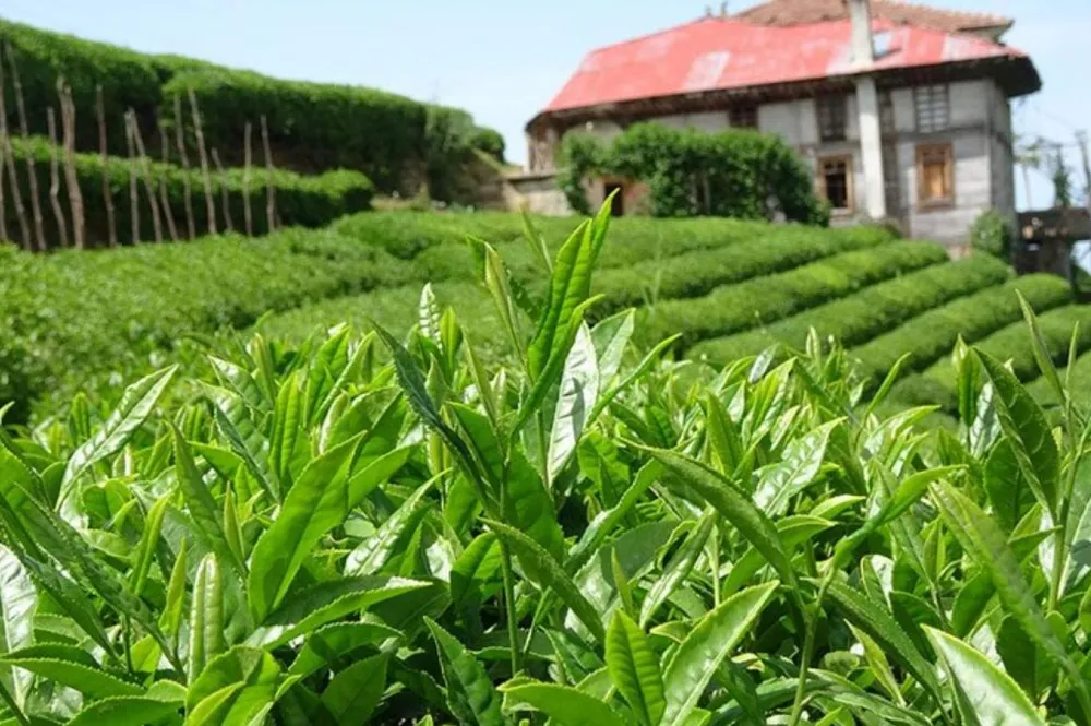 Yaş Çay Alımları Tüm Hızıyla Devam Ediyor: 30 Bin Ton Toplandı