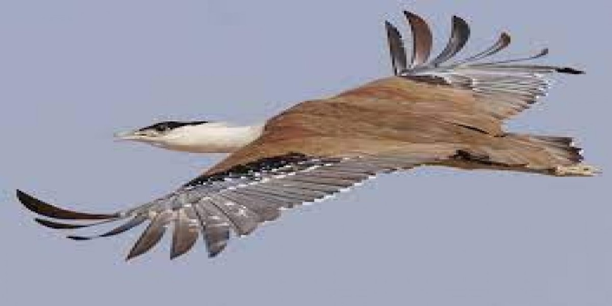 Dünyanın uçabilen en büyük kuşu Türkiye