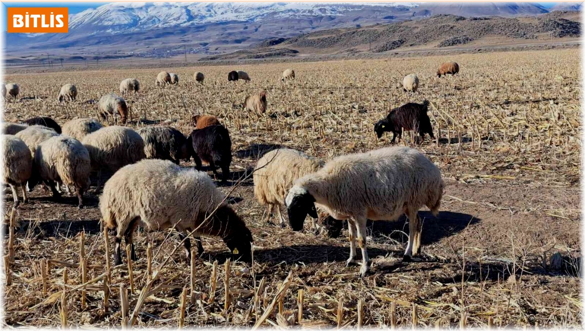 Bitlis