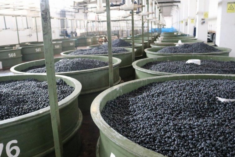 Marmarabirlik’ten zeytin üreticilerine 61 milyon TL’lik ödeme daha