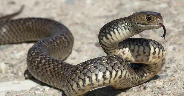 Rüyada yılan görmek ne anlama gelir, neye işarettir? Rüyada yılan görmenin anlamı nedir?