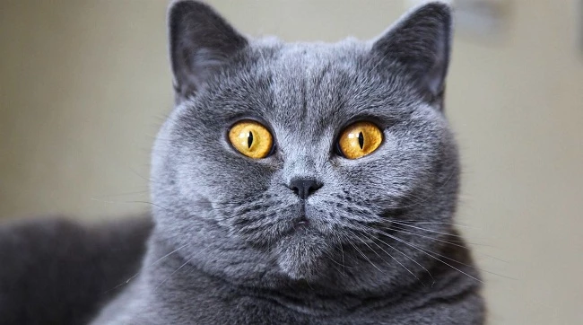 Rüyada gri kedi görmek ne anlama gelir, neye işarettir? Rüyada gri kedi görmenin anlamı nedir?