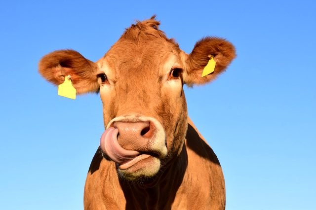 Rüyada inek görmek ne anlama gelir, neye işarettir? Rüyada inek görmenin anlamı nedir?