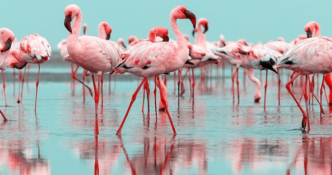 Rüyada flamingo görmek ne anlama gelir, neye işarettir? Rüyada flamingo görmenin anlamı nedir?