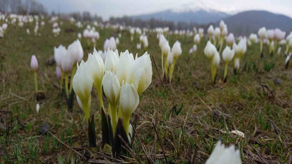 Bitlis’te baharın müjdecisi kardelenler açtı