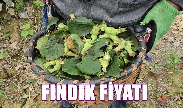 FINDIK FİYATI