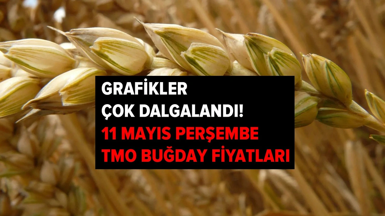 Arpa düştü, buğday artıyor! 11 Mayıs Perşembe güncel TMO buğday ve arpa fiyatları!