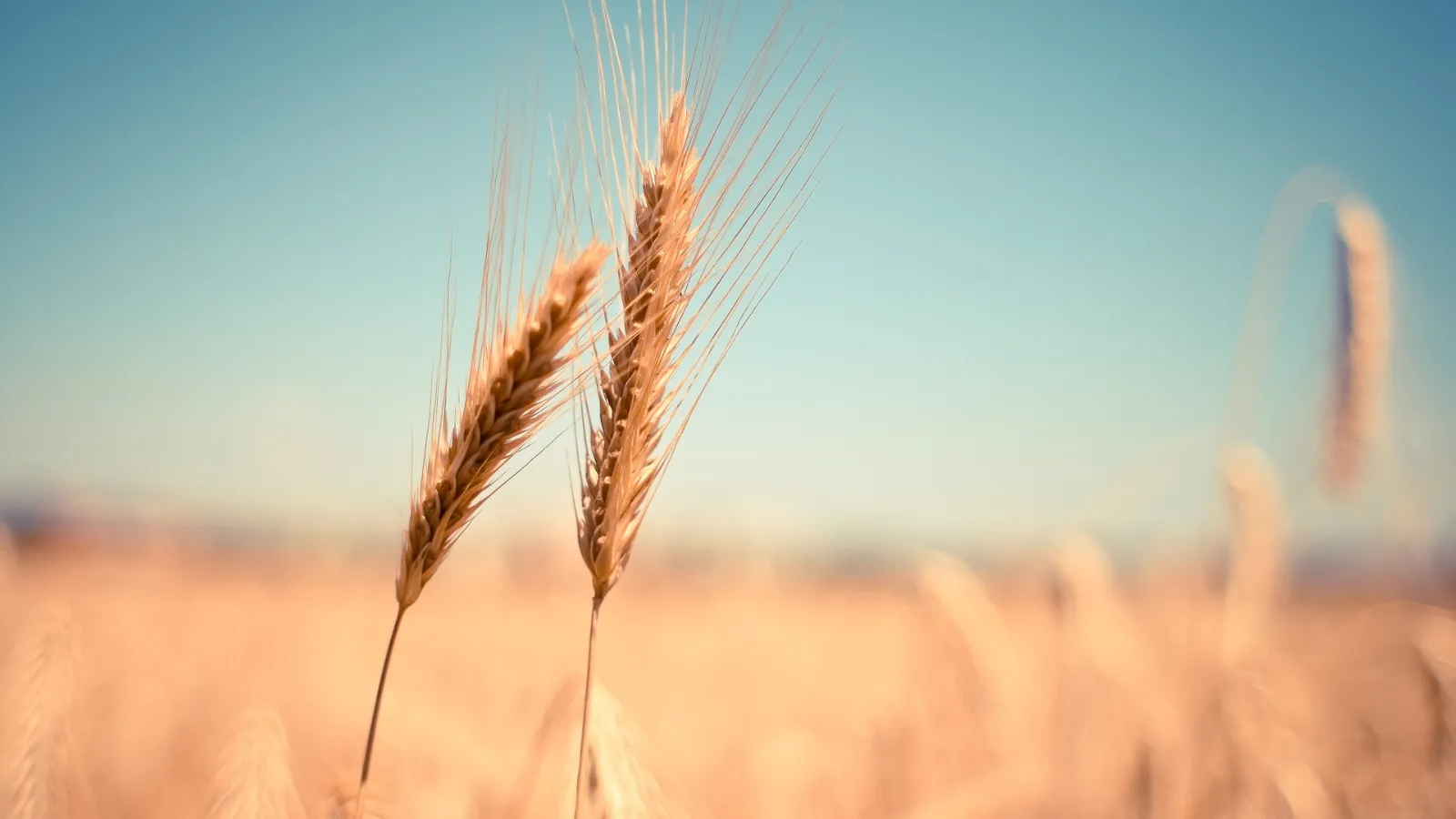 TMO Güncel Buğday Ve Arpa Fiyatları 15 Mayıs 2023