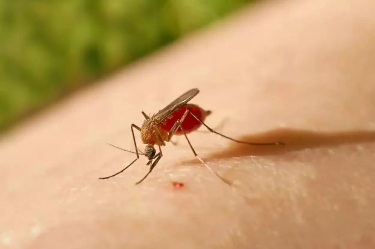 Bu yaz sivrisinek kabusu yaşamayacaksınız! İşte sivsinekleri anında uzaklaştıran yağlar!