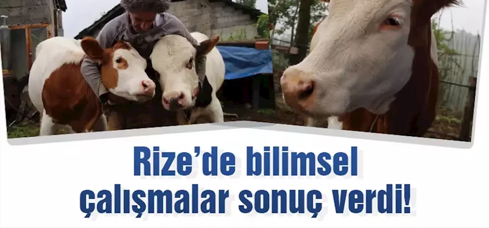 Rize