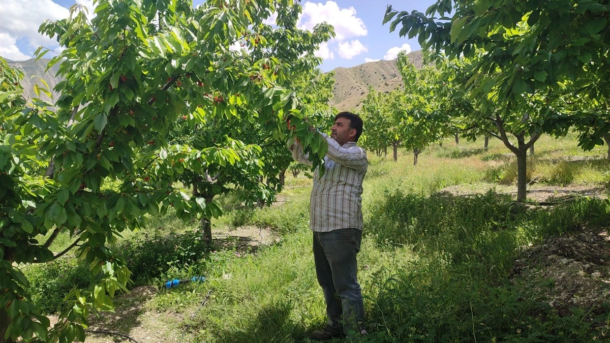 Erzurumlu Çiftçi Yılda 7 Ton Kiraz Üretiyor