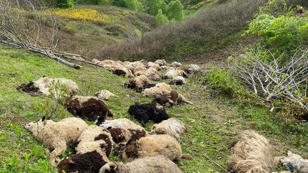Ordu’da koyun sürülerine ayı saldırdı: 76 koyun telef oldu