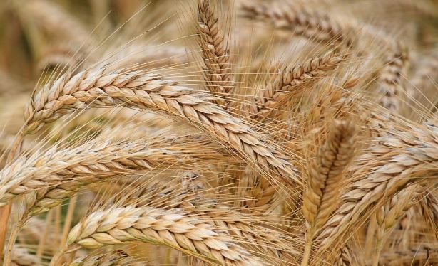 2023 TOBB güncel buğday ve arpa fiyatları