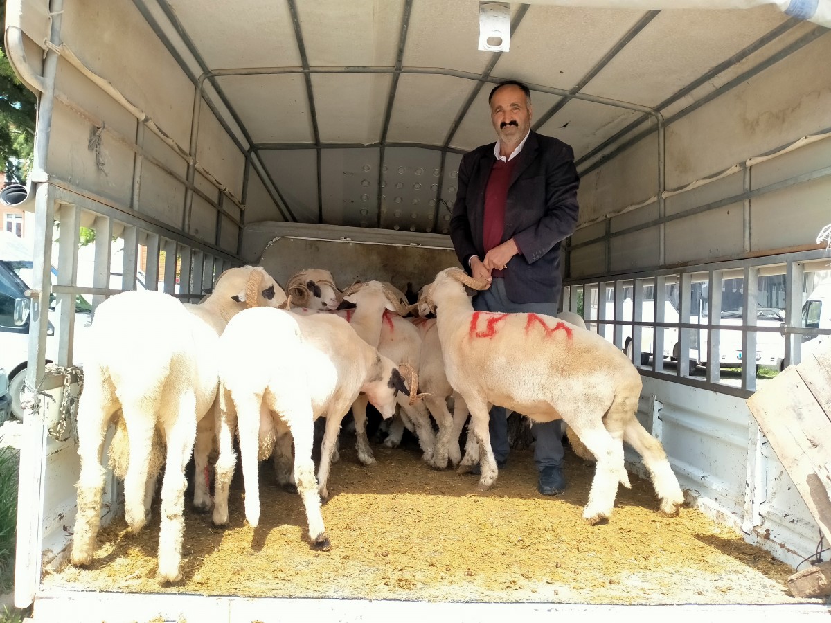 Başçiftlik ilçesindeki hayvan pazarlarında Kurban Bayramı hareketliliği