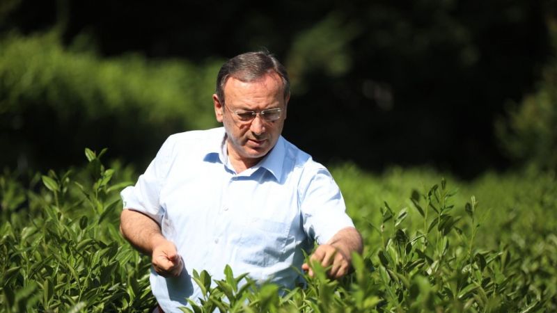 Çaykur, 155 Bin Ton Yaş Çay Yaprağı Topladı