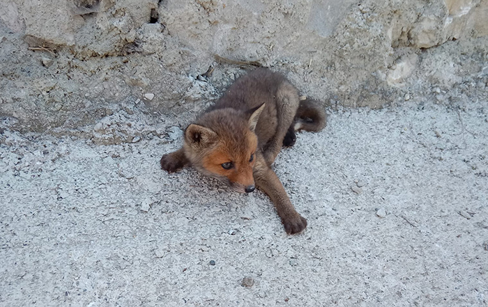 Yolda bulunan tilki yavrusu koruma altına alındı