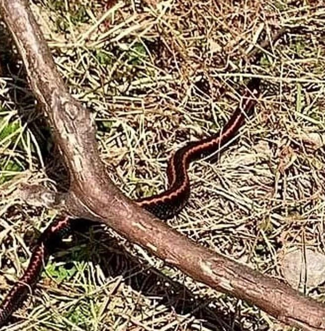 Hopa engereği uzun zamandan bu yana ilk kez bu kadar yakından Artvin