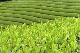 Çay Budama Paraları, Çiftçilerin Hesaplarına Yakında Yatırılacak!