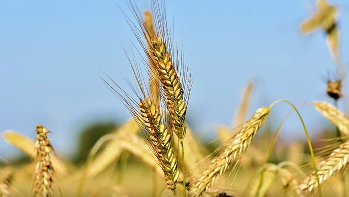 Buğday ve arpa alım fiyatlarında dengeler değişiyor! 