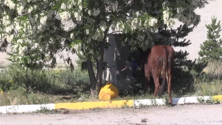 Arıların hırçınlaştırdığı büyükbaş hayvan sakinleştirici iğneyle kesildi