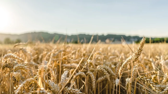 Buğday ve arpa fiyatları ne kadar olacak?