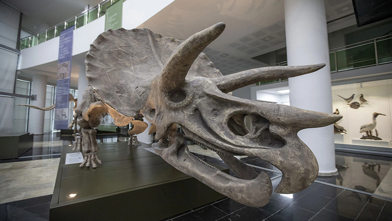 Bu müzeyi ıskalamayın! Milyonlarca yıllık fosiller sergilenecek